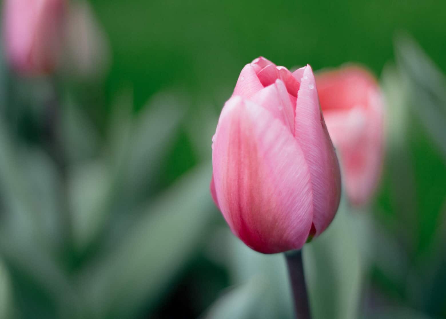 klassieke roze tulp in Nederland